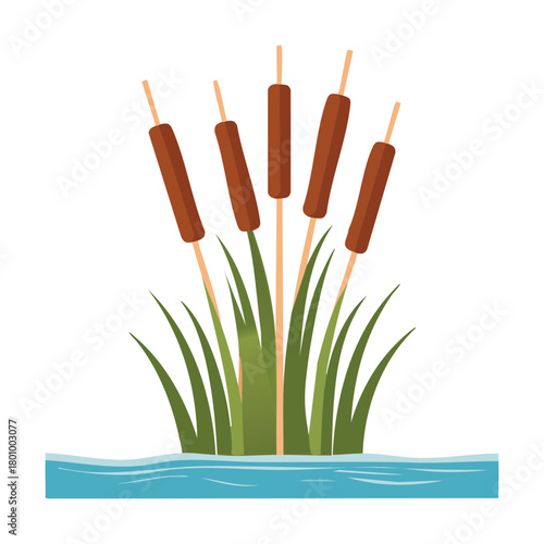 Slender, artistic group of brown cattail plants standing in clear water, with minimalist green reeds adding a touch of simple aquatic elegance plant