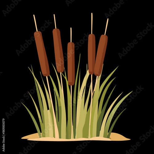 Group of brown cattail plants standing firmly in a sandy or muddy substrate, with fresh green blades of grass and reeds growing nearby plant