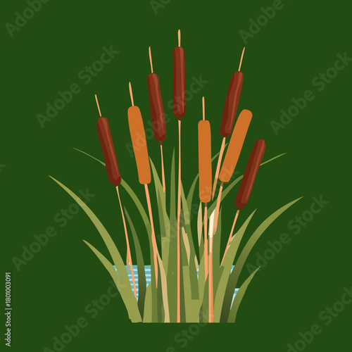 Stately cluster of tall, brown cylindrical cattail plants and green reeds, thriving in a marsh or pond habitat with slender upright foliage plant