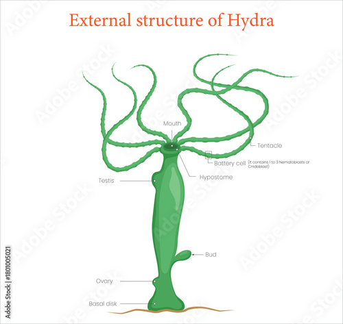 Detailed diagram of external anatomy of hydra for scientific study and classroom learning