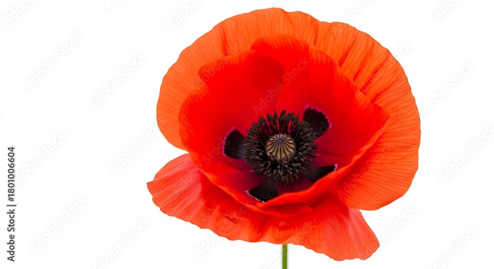 Obraz premium Vivid red poppy flower with a delicate petal texture close up