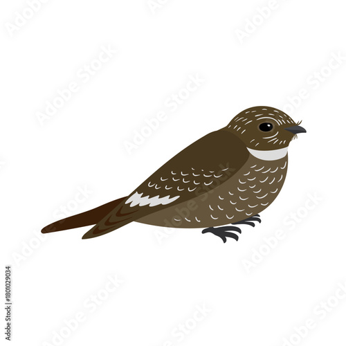 vector drawing bird, lesser nighthawk, hand drawn Chordeiles acutipennis, isolated nature design elements