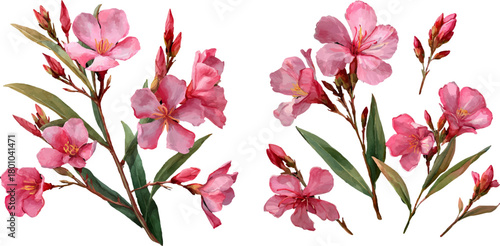 pink magnolia flowers