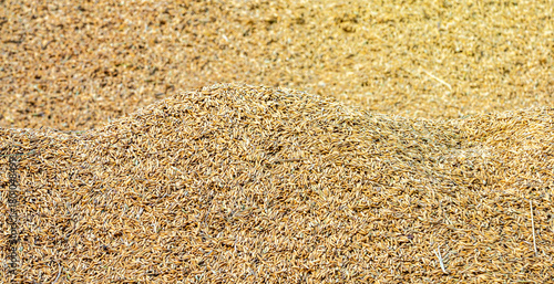 Rice Grain Pile Harvest Crop Agriculture Scene, Close-up pile of freshly harvested rice grain showing natural texture, agricultural production, and crop processing at a farm