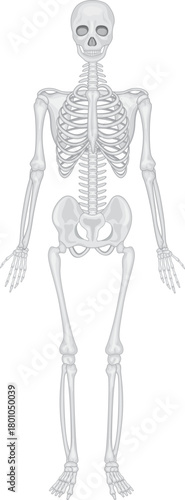 Detailed Human Skeleton Anatomy Front View Illustration