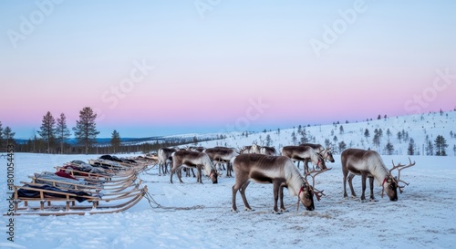 Fototapeta Naklejka Na Ścianę i Meble -  Reindeer grazing in snowy landscape at dusk with sleds in lapland
