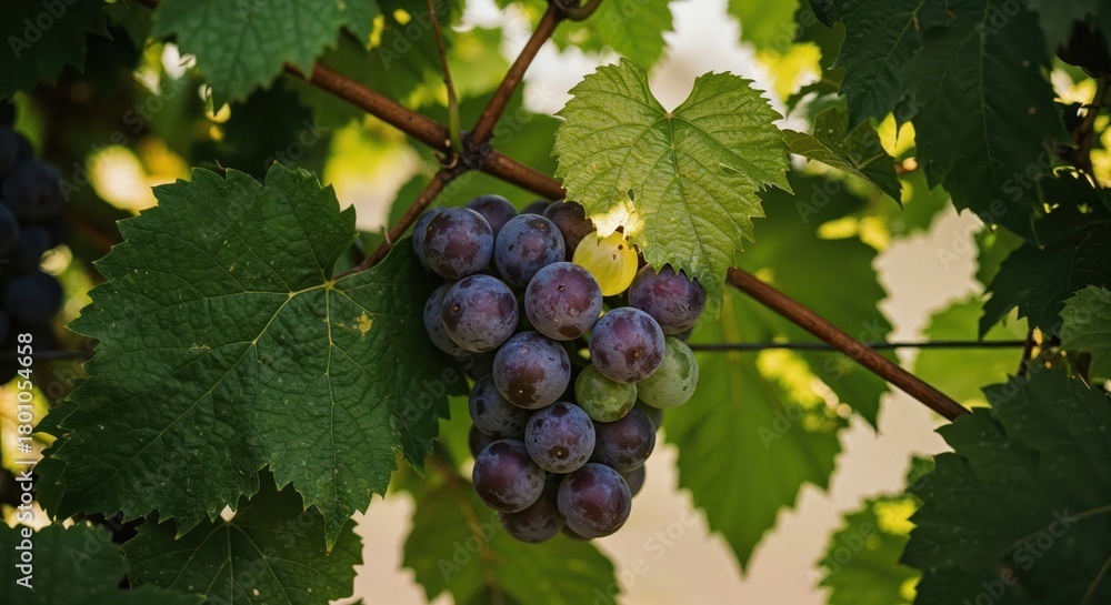 Fototapeta premium A Cluster of Ripe Grapes: A close-up captures a luscious cluster of ripe, dark grapes hanging gracefully from a vine adorned with vibrant green leaves, showcasing the beauty of the harvest season.
