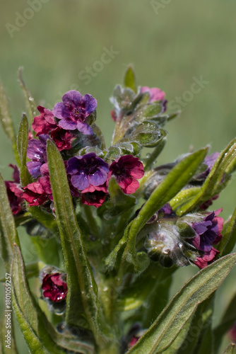 Hound's tongue flowers