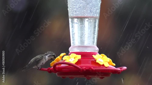 Delicate Flight: A Hummingbird’s Rainy Sip