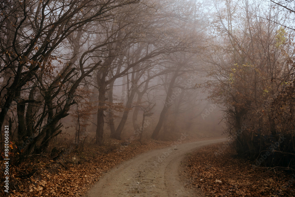 Obraz premium Dark foggy forest during a cold autumn day
