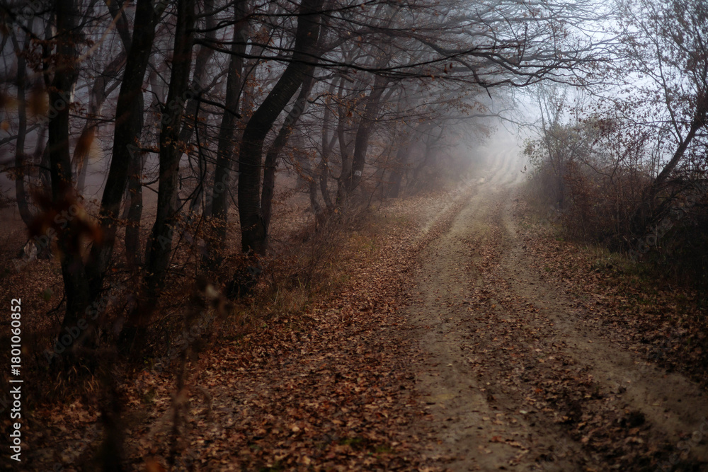custom made wallpaper toronto digitalDark foggy forest during a cold autumn day