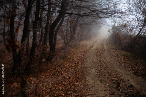 Wallpaper Mural Dark foggy forest during a cold autumn day Torontodigital.ca