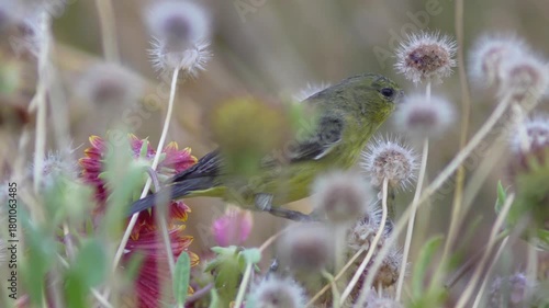 Soft Focus Sanctuary: A Garden Bird in the Rain