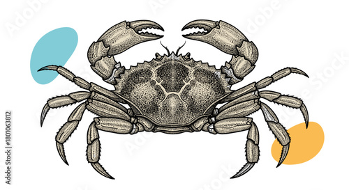 Detailed illustration of a crab with its claws raised, set against a white background with colorful shapes.