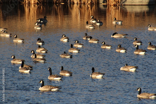 Flock Of Geese On The Lake, Pylypow Wetlands, Edmonton, Alberta