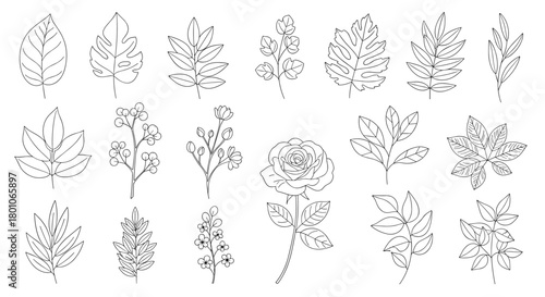 Elegant botanical line art illustrations featuring various leaves, flowers, and branches for design and decorative purposes.