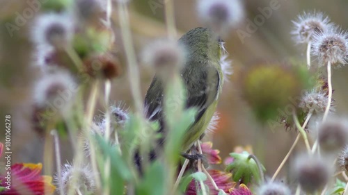 Between Blooms and Branches: A Bird’s Seed Hunt
