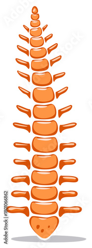 Stylized illustration of the human spine in orange, showcasing anatomical detail.
