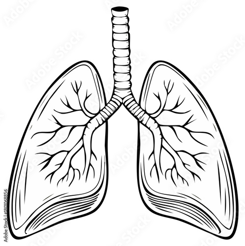 Illustrated diagram of the human respiratory system, lungs and trachea