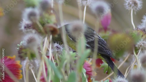 Hidden Feast: A Garden Bird Among Dew-Kissed Blooms