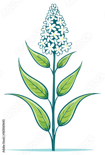 Illustrative White Flower Spike with Green Leaves Botanical Style Isolated on White Surface Springtime