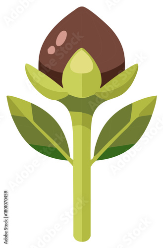 Aromatic clove spice bud on a green stem with leaves vector illustration