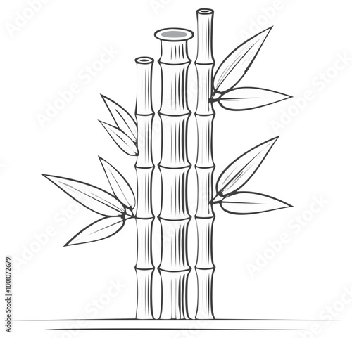 Hand drawn bamboo stalks with leaves in black and white line art