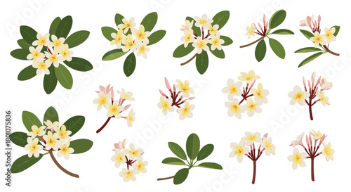 Illustrations of plumeria flowers, showcasing various arrangements of white and yellow blossoms with green leaves and branches.