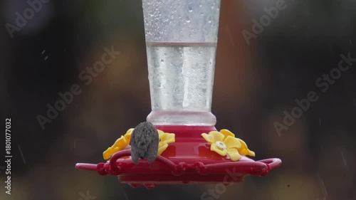 Raindrop Nectar: A Hummingbird in Slow Motion