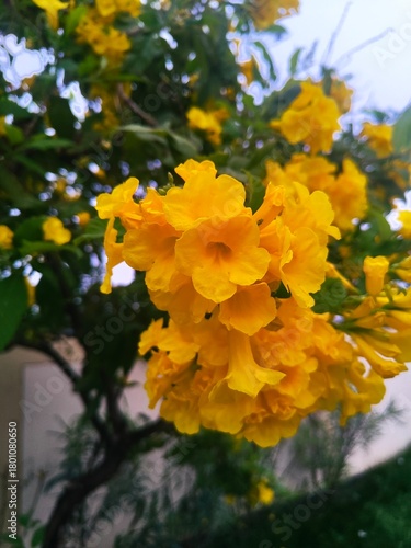 yellow flowers in the garden