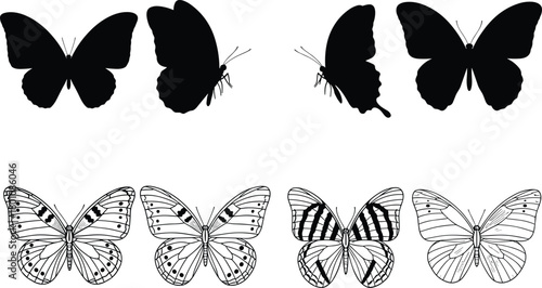 Set of butterfly silhouettes and matching line drawings showing wing shapes and internal patterns for design and entomology use