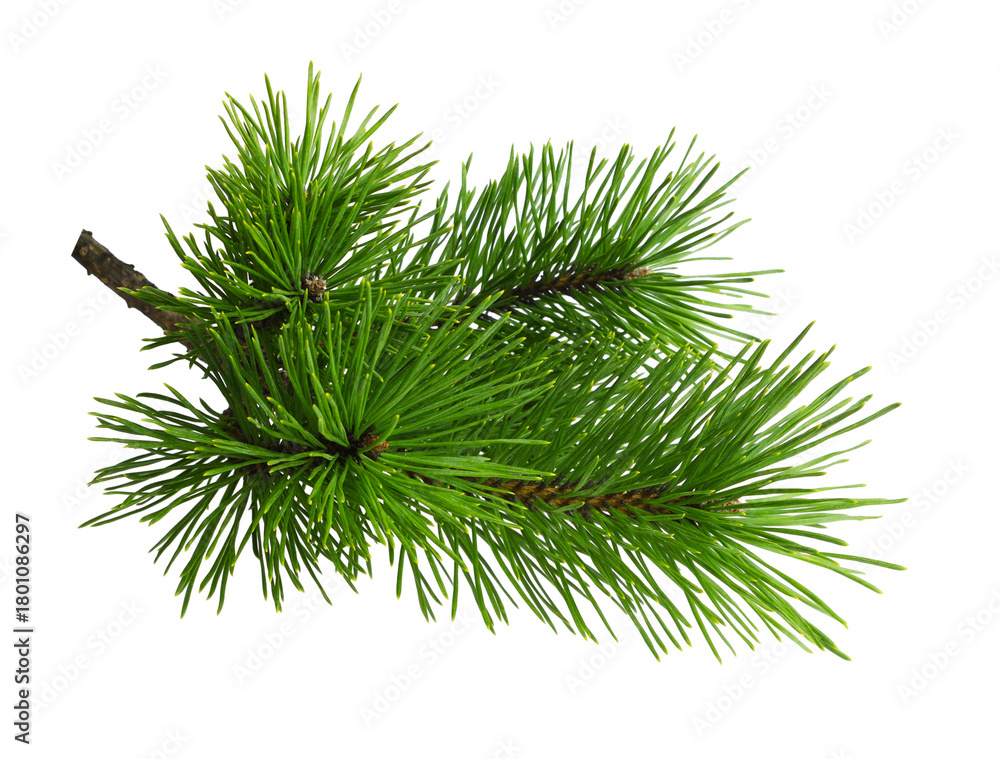 Naklejka premium Green fresh pine twig isolated on white or transparent background