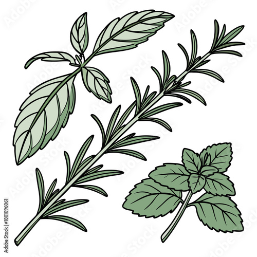 Collection of herbs isolated on for culinary and medicinal use