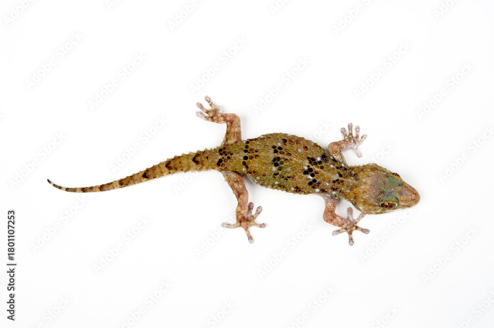 Naklejka premium Turner’s (Thick-toed) Gecko // Turners Dickfingergecko (Chondrodactylus turneri)