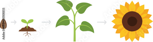 Sunflower Life Cycle