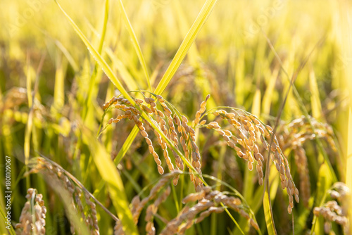 収穫期の稲穂　品種：つや姫