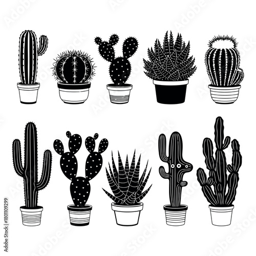Collection of various potted cactus and succulent plants