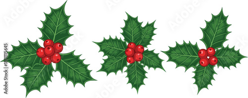 Festive Christmas Holly Sprigs with Green Leaves, Red Berries, and Seasonal Holiday Botanical Elements for Winter Décor