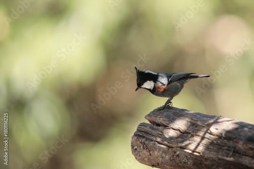 A Coal Tit Or Spot Winged Tit