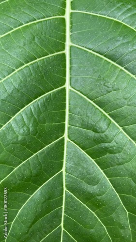 Extreme close up view of green leaf with sunlight and shadows. detail. macro. texture structure of fresh green leaf chlorophyll cell, abstract nature background, natural line pattern. Potrait.