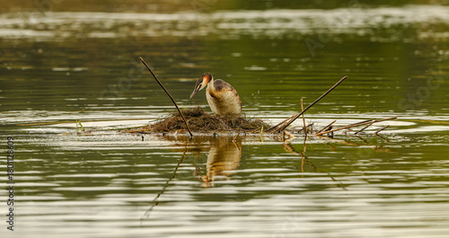 great crested grebe (Podiceps cristatus) on nest