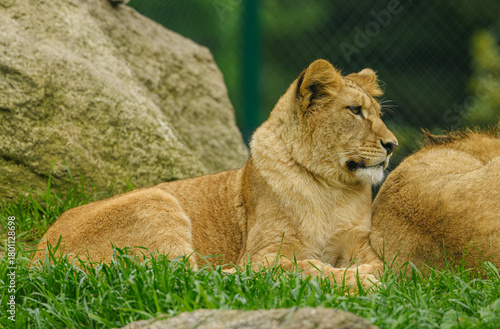 northern lion (Panthera leo leo) young female