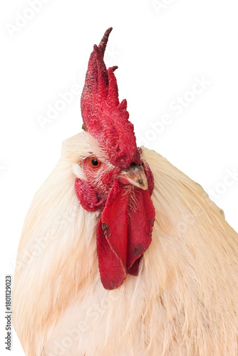 White chickens in an agricultural farm for organic farming, poultry and livestock. Chickens, hens and free range birds, portrait of an white and black rooster near the forest standing on the fence.
