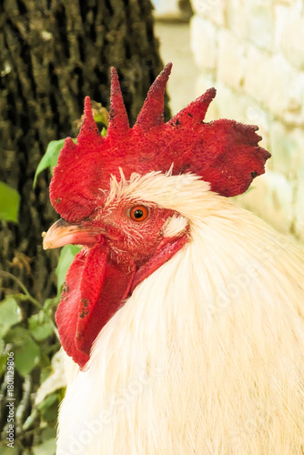 White chickens in an agricultural farm for organic farming, poultry and livestock. Chickens, hens and free range birds, portrait of an white and black rooster near the forest standing on the fence.