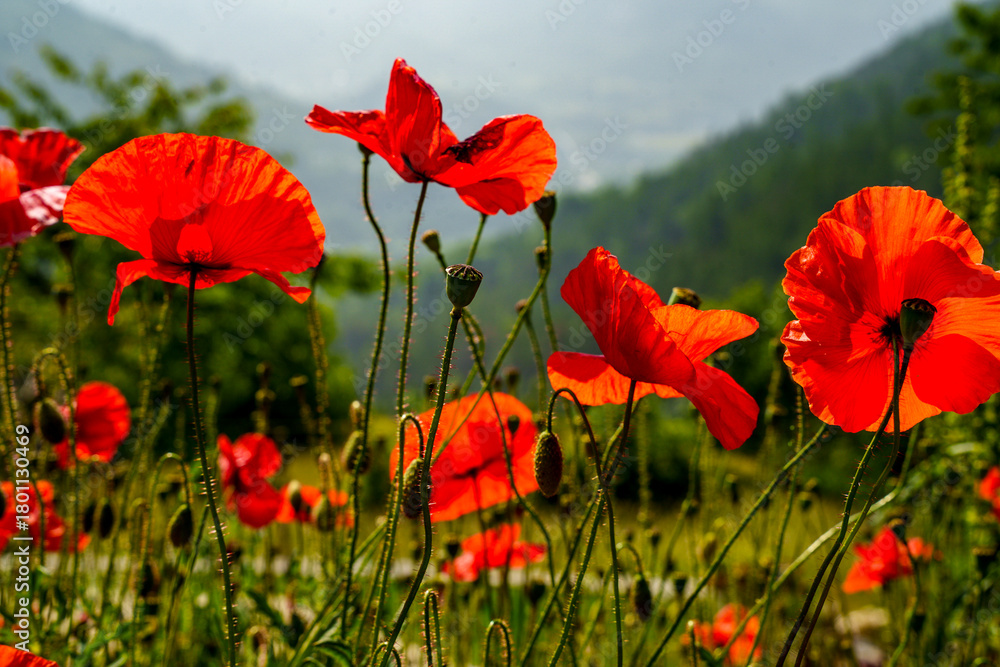 Obraz premium Bright scarlet poppy (Papaver rhoeas) flowers, also known as field poppies, in an alpine landscape.