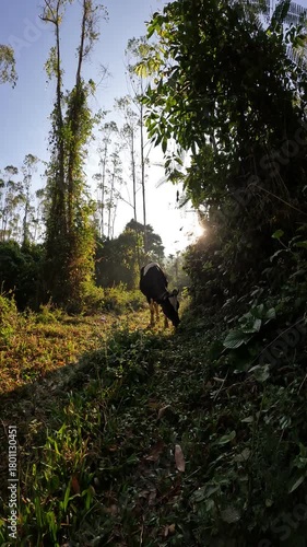 A cow peacefully grazing on fresh grass in the lush jungle near Anachal in Kerala, India. The footage captures the natural rural environment.