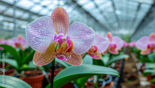Close-up of a delicate pink and yellow orchid flower with water droplets