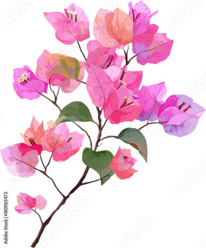 Watercolor bougainvillea plant, with stem, leaves and blooming pink flowers, in clip art style isolated on white background