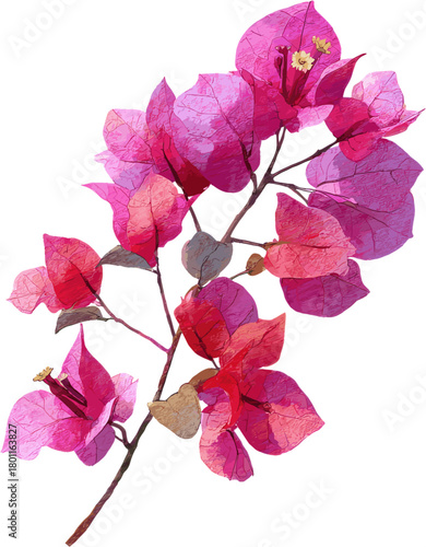 Blooming purple bougainvillea flower, watercolor vector illustration