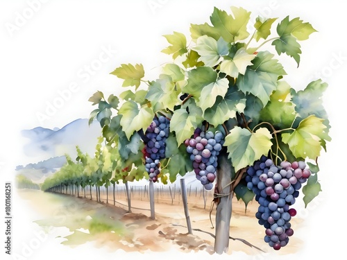 Vineyard Landscape Watercolor Illustration Art